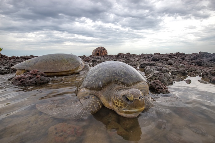 Tortues prises dans les rochers et attendant la marée montante