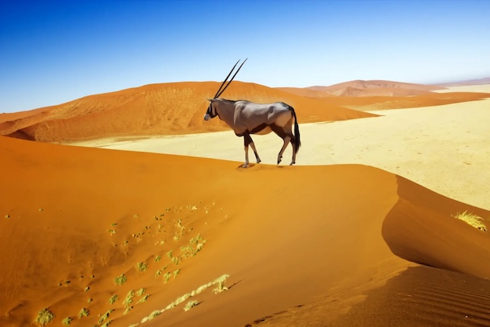 2 sossusvlei oryx