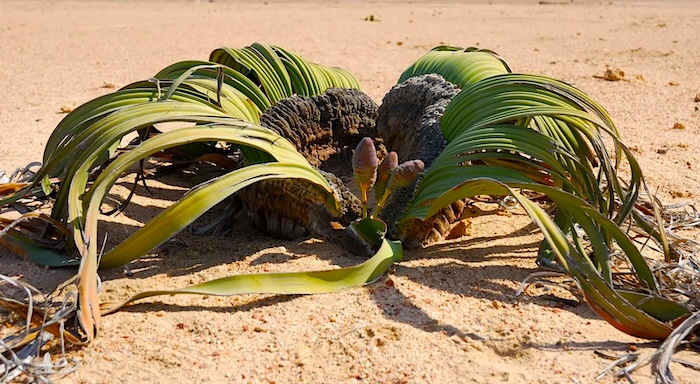3 Welwitschia mirabilis Namibia