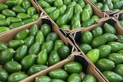 Marrocos: exporta&ccedil;&otilde;es de abacate caem quase 50% na campanha 2025/2026