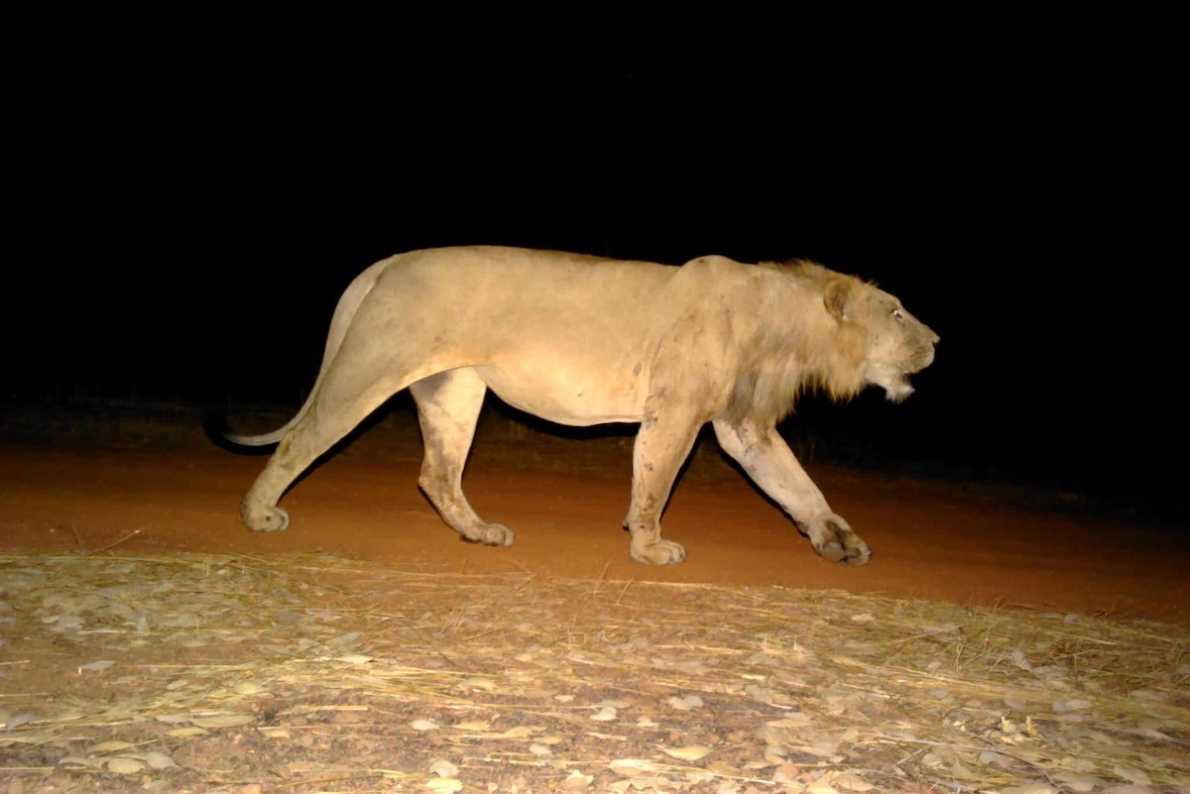 O Parque Nacional do Niokolo-Koba, um santu&aacute;rio ecol&oacute;gico no cora&ccedil;&atilde;o da &Aacute;frica Ocidental