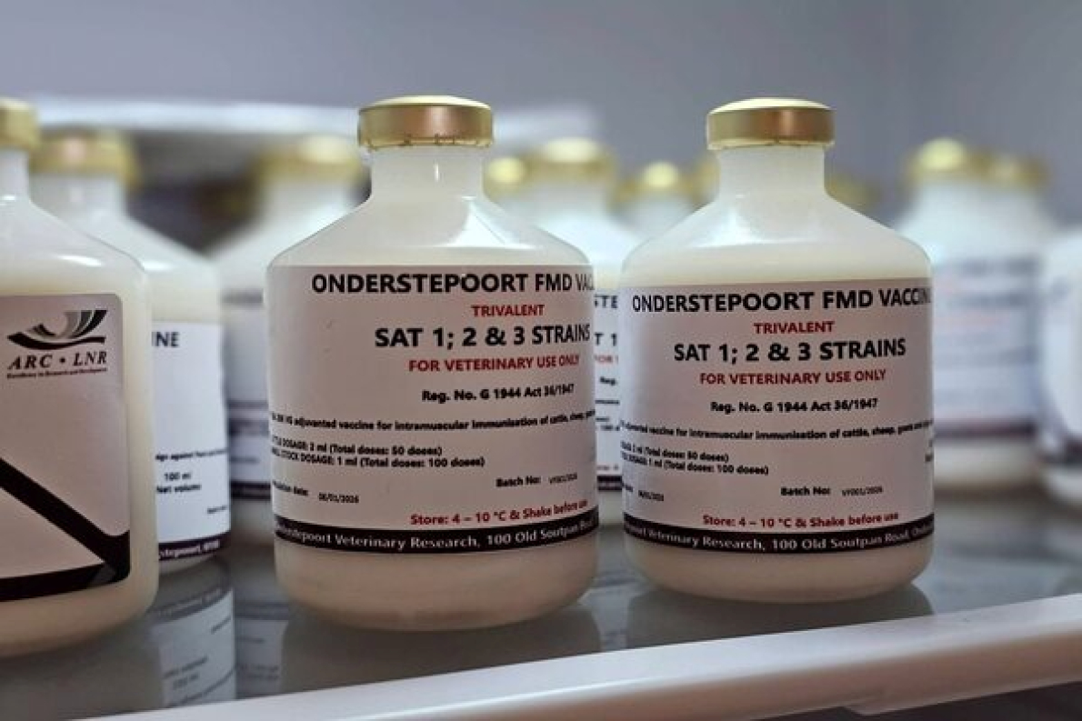 Ap&oacute;s 21 anos, a &Aacute;frica do Sul relan&ccedil;a a produ&ccedil;&atilde;o de vacinas contra a febre aftosa