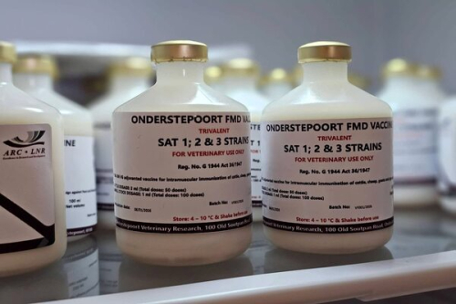 Ap&oacute;s 21 anos, a &Aacute;frica do Sul relan&ccedil;a a produ&ccedil;&atilde;o de vacinas contra a febre aftosa