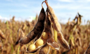 Agricultura org&acirc;nica: A &Aacute;frica v&ecirc; suas &aacute;reas encolherem pela primeira vez em dez anos