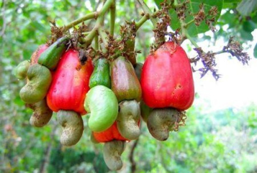 Caju: o Qu&ecirc;nia quer relan&ccedil;ar uma cadeia produtiva com excesso de capacidade de processamento