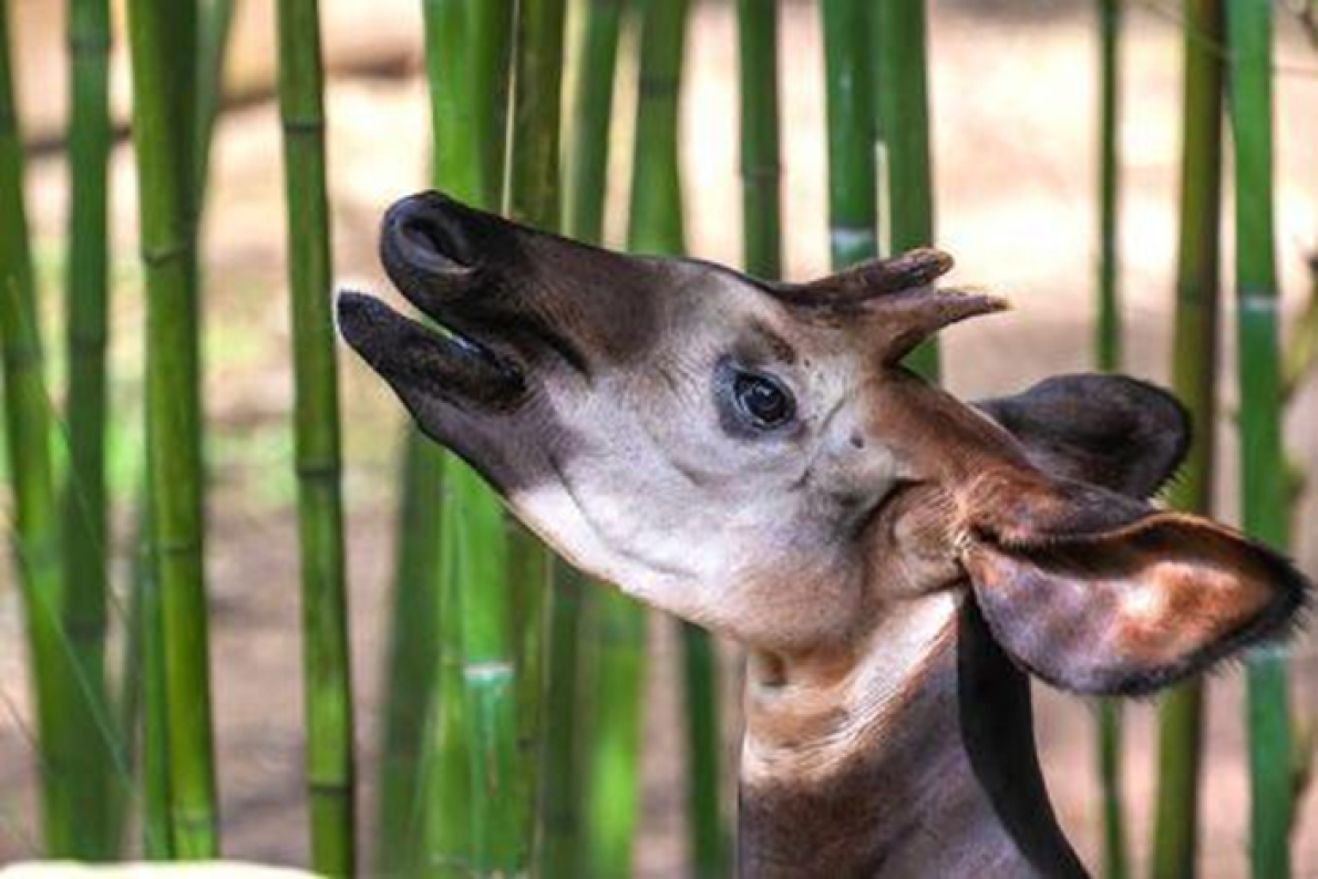 Na Floresta Ituri, um dos &uacute;ltimos ref&uacute;gios do okapi