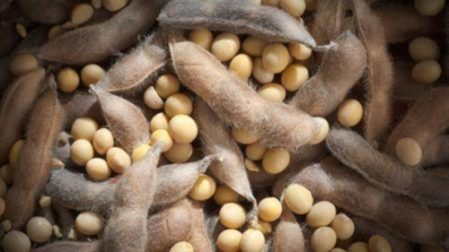 Brasil dever&aacute; atingir um n&iacute;vel recorde de dom&iacute;nio no mercado mundial de soja em 2025, controlando mais de 42% da produ&ccedil;&atilde;o global e respondendo por cerca de 59% das exporta&ccedil;&otilde;es.