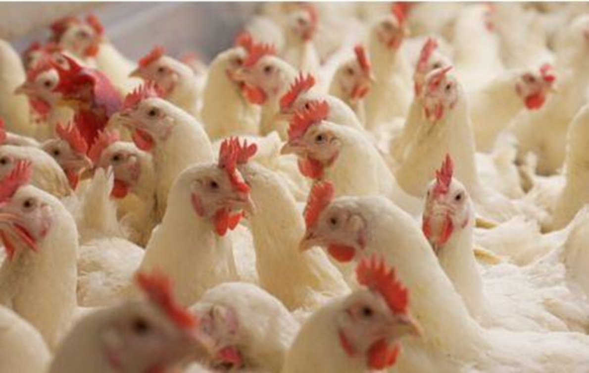 O grupo marroquino Africa Feed &amp; Food abre o seu capital &agrave; Proparco e &agrave; RMBV.