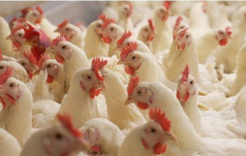 O grupo marroquino Africa Feed &amp; Food abre o seu capital &agrave; Proparco e &agrave; RMBV.