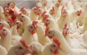 O grupo marroquino Africa Feed &amp; Food abre o seu capital &agrave; Proparco e &agrave; RMBV.