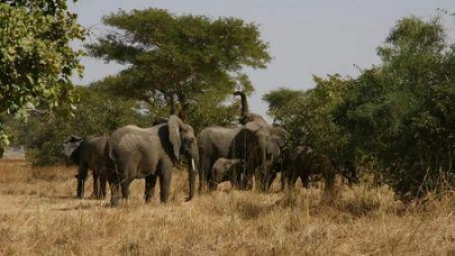 Camar&otilde;es lan&ccedil;a plataforma digital para preservar recursos faun&iacute;sticos