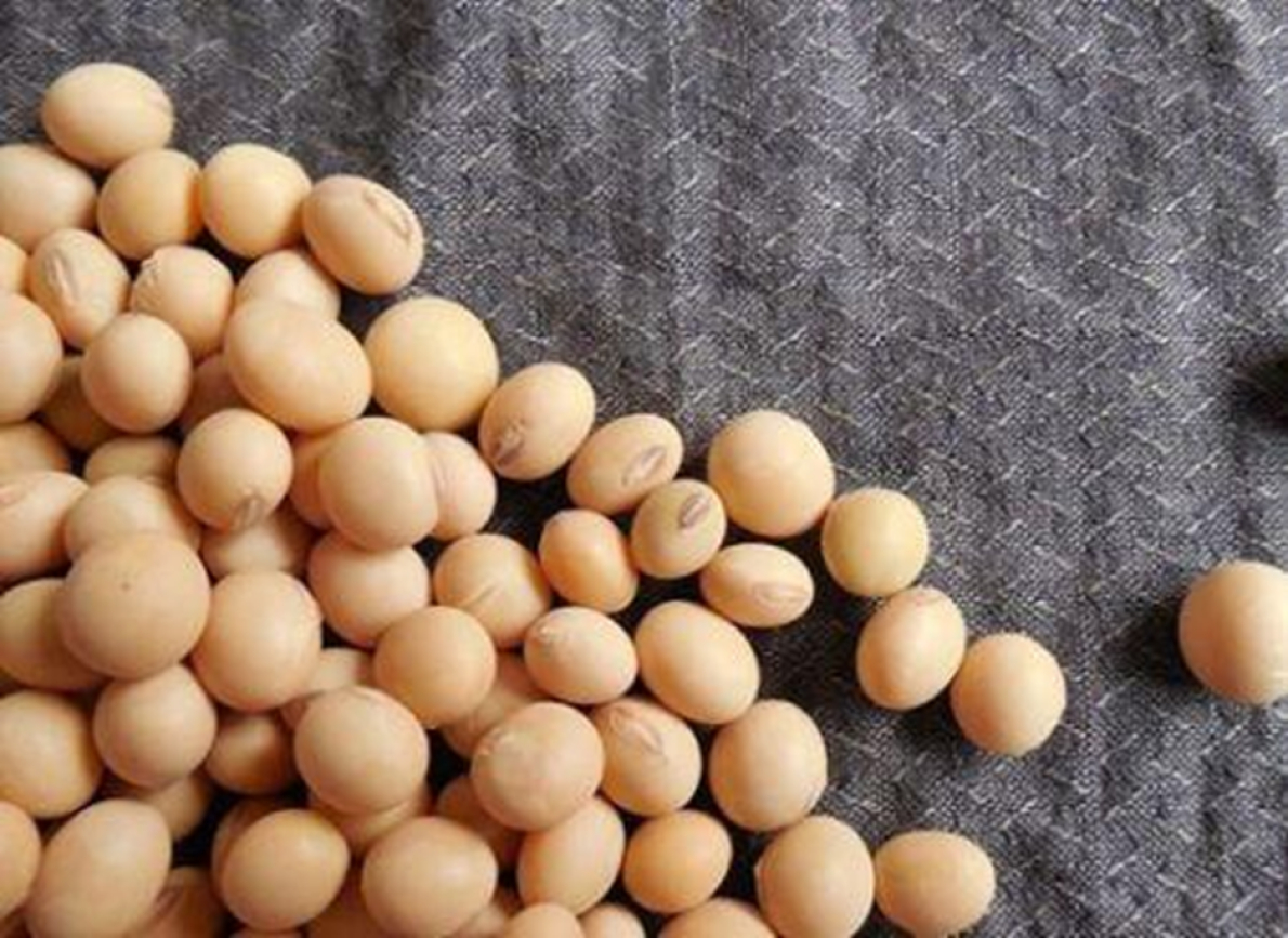 Soja: rumo a um novo recorde para as importa&ccedil;&otilde;es chinesas em 2025