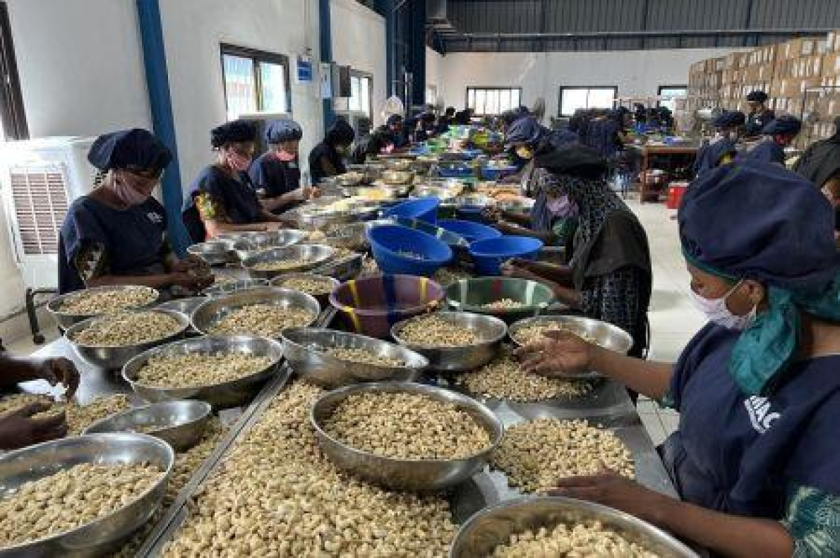 &Aacute;frica Ocidental: transforma&ccedil;&atilde;o de caju cresce 51% em 2025