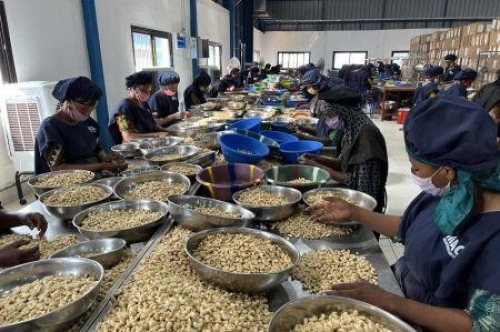 &Aacute;frica Ocidental: transforma&ccedil;&atilde;o de caju cresce 51% em 2025