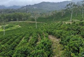 Mudan&ccedil;as clim&aacute;ticas: 20% das &aacute;reas de caf&eacute; ar&aacute;bica est&atilde;o amea&ccedil;adas at&eacute; 2050 (relat&oacute;rio)