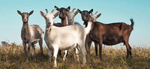 Togo: exporta&ccedil;&otilde;es vegetais caem, setor animal recupera