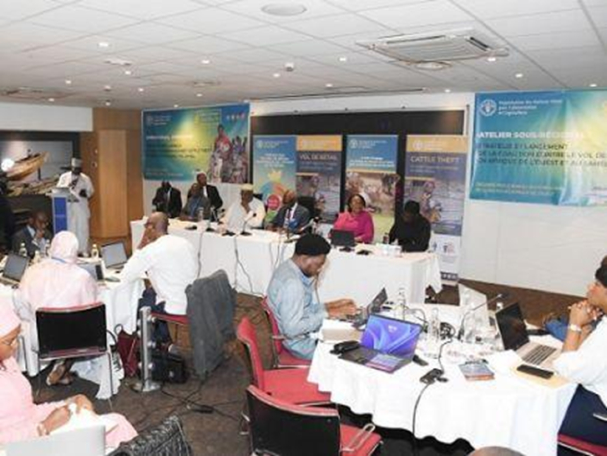 &Aacute;frica Ocidental elabora plano regional de mais de 345 milh&otilde;es de d&oacute;lares para combater o roubo de gado