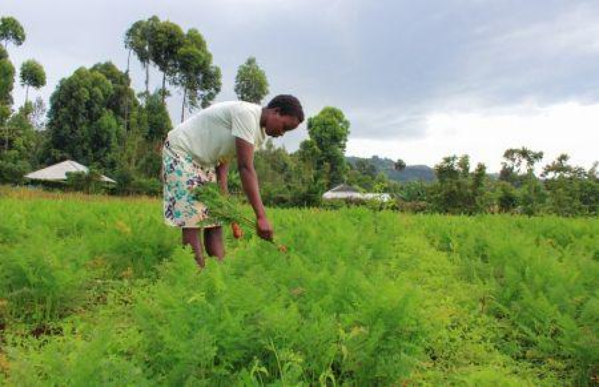 Tanz&acirc;nia aposta no digital para aprimorar suas exporta&ccedil;&otilde;es hort&iacute;colas