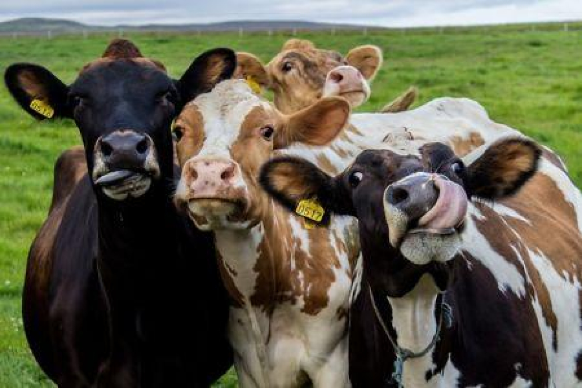 A Eti&oacute;pia abre o seu mercado a produtos pecu&aacute;rios provenientes do Brasil