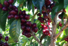 Tanz&acirc;nia: a fileira do caf&eacute; visa um novo recorde de produ&ccedil;&atilde;o em 2026/2027.