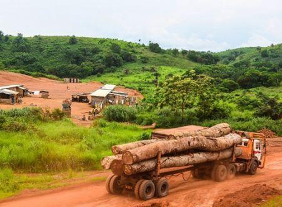 Camar&otilde;es reduz a press&atilde;o fiscal para promover a explora&ccedil;&atilde;o florestal sustent&aacute;vel.