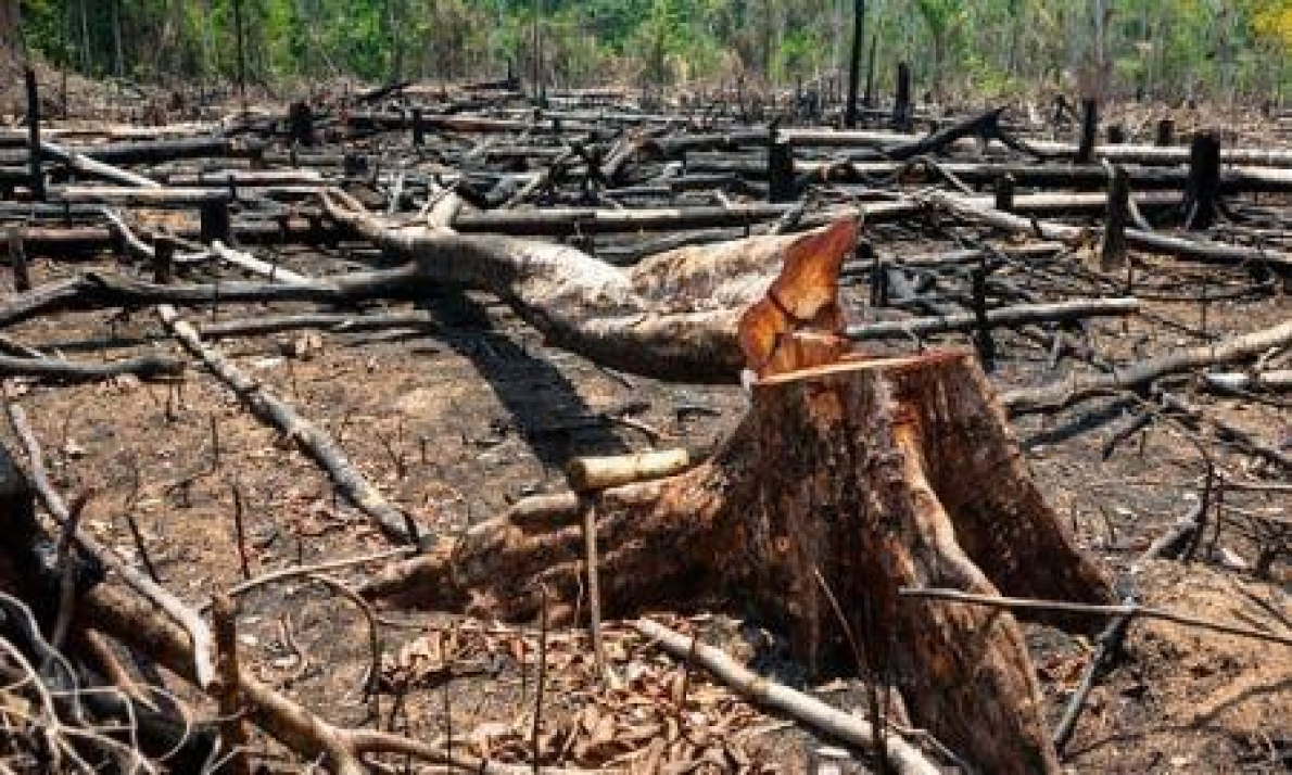 Desfloresta&ccedil;&atilde;o: 20% das florestas prim&aacute;rias do Togo desapareceram em duas d&eacute;cadas