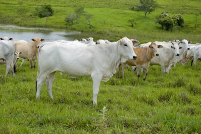 a-guine-cooperara-com-o-brasil-no-desenvolvimento-da-pecuaria-bovina