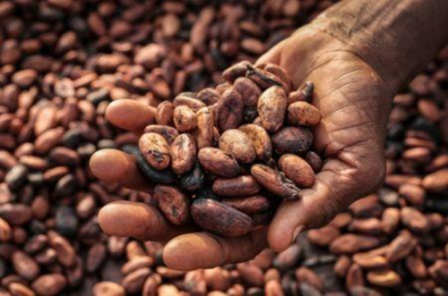 Gana: 50 000 toneladas de cacau n&atilde;o vendido durante a campanha 2025/2026 (Cocobod)