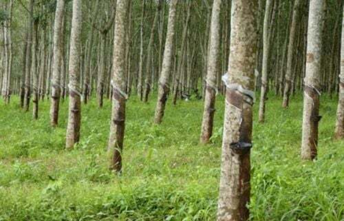 A Costa do Marfim associa-se ao Camboja para valorizar a madeira de seringueira
