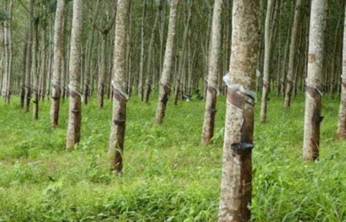 A Costa do Marfim associa-se ao Camboja para valorizar a madeira de seringueira