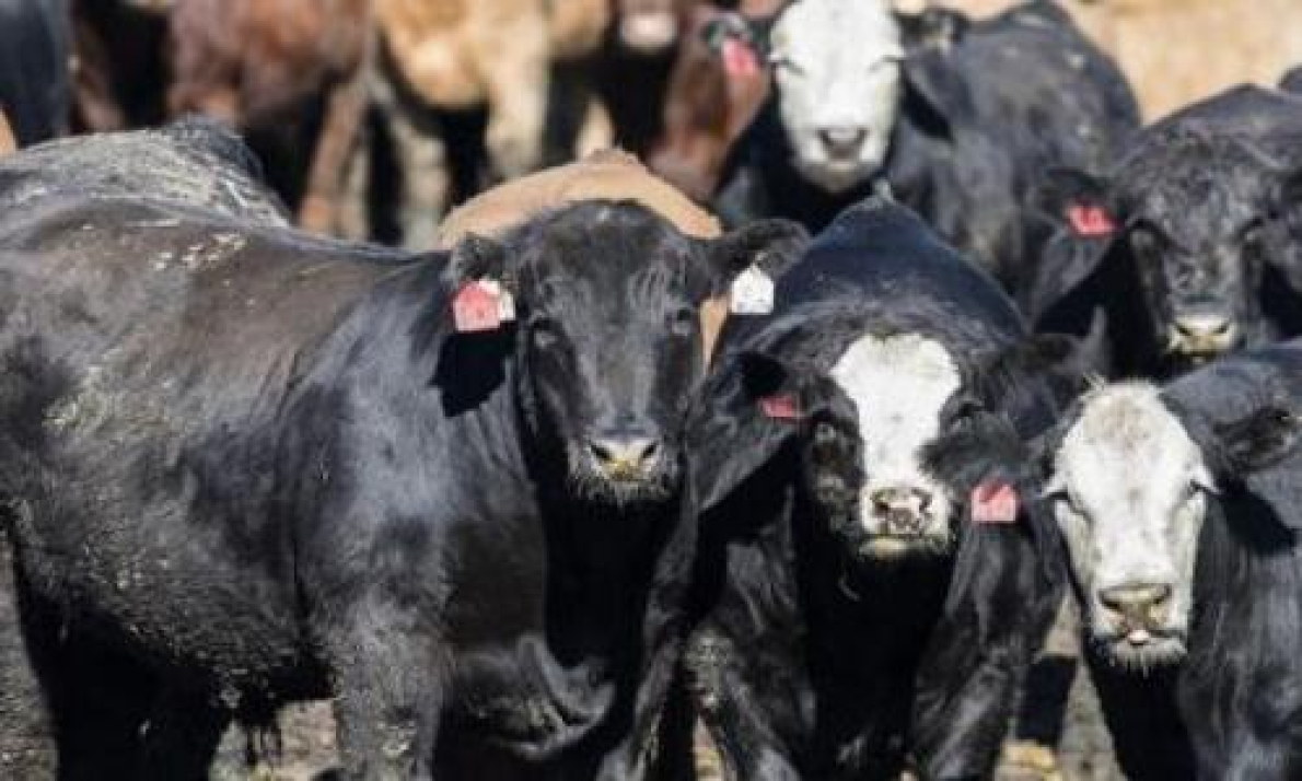 Marrocos: importa&ccedil;&otilde;es alimentares sobem 3 % para 10 mil milh&otilde;es de d&oacute;lares em 2025