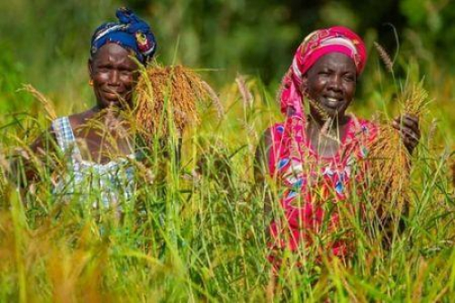 BAD recebe primeira aloca&ccedil;&atilde;o de $14 milh&otilde;es para melhorar a seguran&ccedil;a alimentar na &Aacute;frica