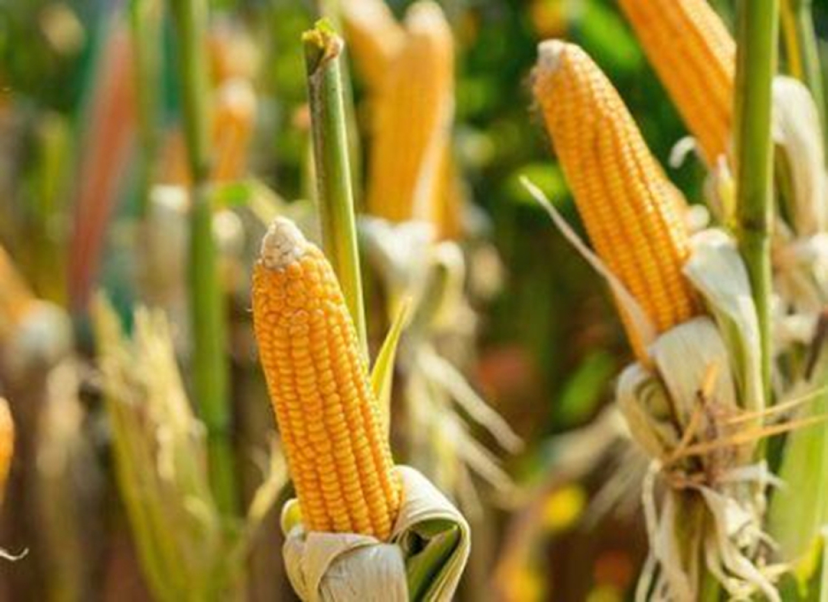 &laquo; O refor&ccedil;o da lideran&ccedil;a continua a ser a chave na transforma&ccedil;&atilde;o dos sistemas alimentares em &Aacute;frica &raquo;: Lilian Githinji (AGRA)