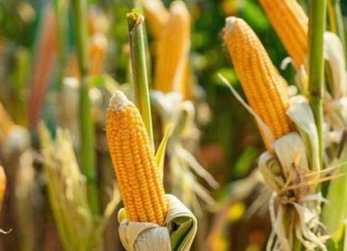 &laquo; O refor&ccedil;o da lideran&ccedil;a continua a ser a chave na transforma&ccedil;&atilde;o dos sistemas alimentares em &Aacute;frica &raquo;: Lilian Githinji (AGRA)