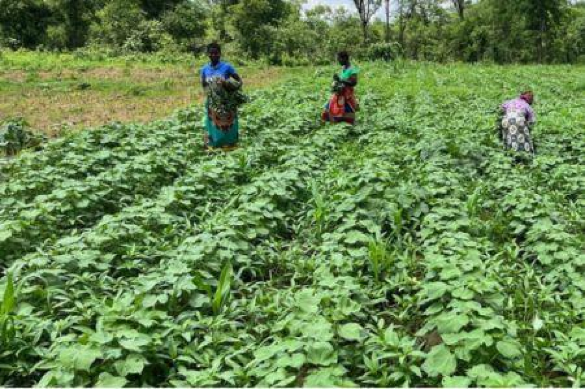 Agricultura: Em Lom&eacute;, a CEDEAO avalia os seus projetos regionais