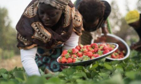 Inseguran&ccedil;a alimentar: Nig&eacute;ria, RDC e Sud&atilde;o s&atilde;o os mais afetados em 2025