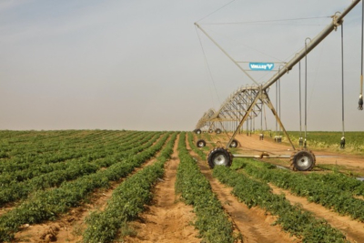 O Senegal lan&ccedil;a a iniciativa AgriConnect para refor&ccedil;ar a sua soberania alimentar