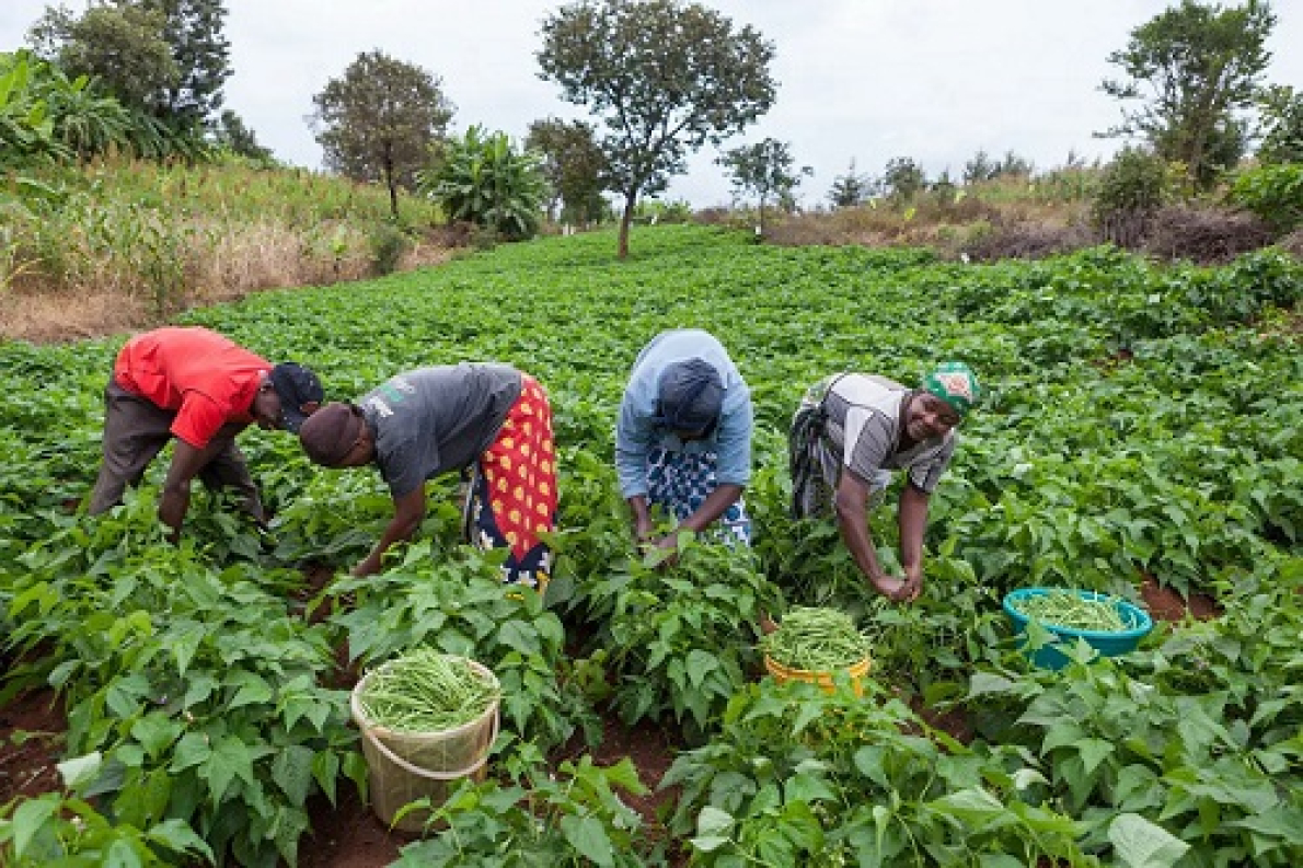 O apoio &agrave;s PME agr&iacute;colas na &Aacute;frica Ocidental: um ecossistema a repensar