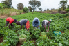 O apoio &agrave;s PME agr&iacute;colas na &Aacute;frica Ocidental: um ecossistema a repensar