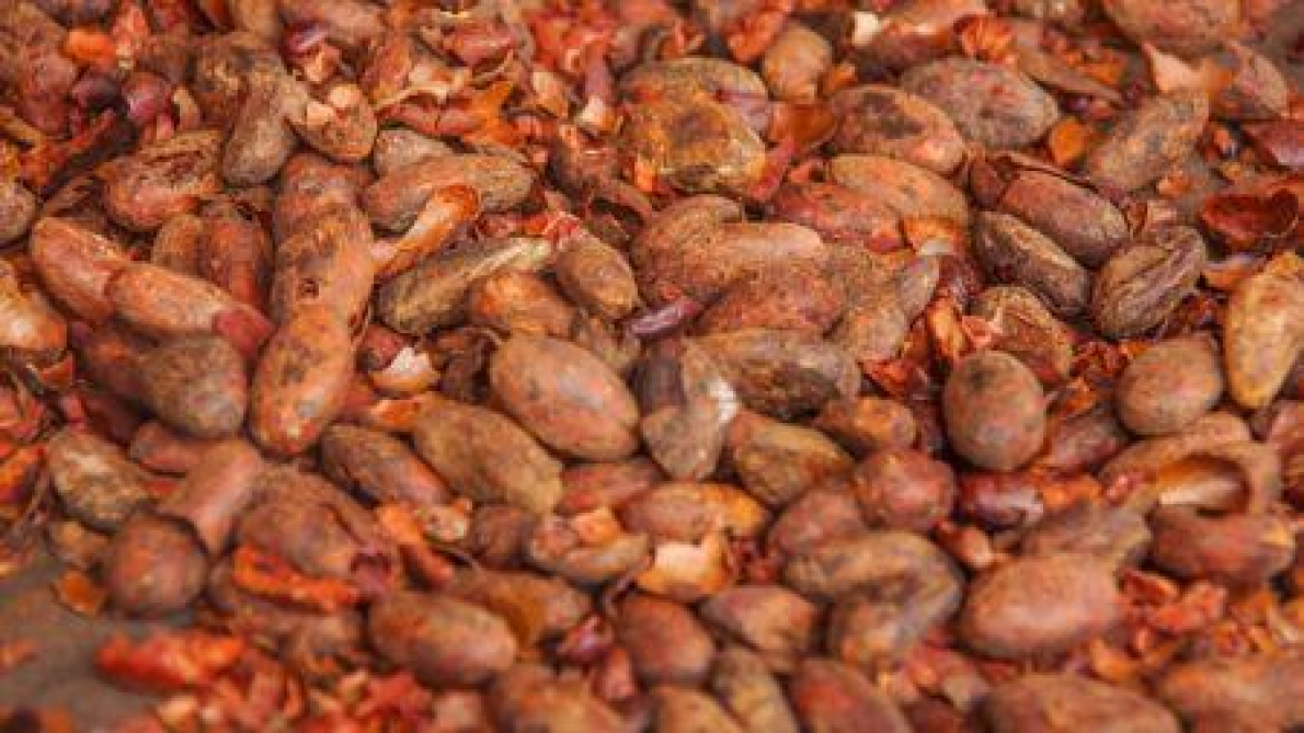 Queda dos pre&ccedil;os do cacau: Rainforest Alliance apela &agrave;s empresas para &laquo; proteger &raquo; os produtores