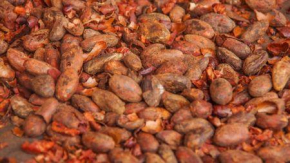 Queda dos pre&ccedil;os do cacau: Rainforest Alliance apela &agrave;s empresas para &laquo; proteger &raquo; os produtores