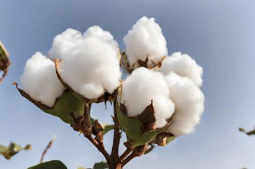 os-precos-do-algodao-atingiram-o-seu-nivel-mais-alto-em-um-ano