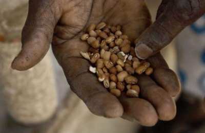 africa-perde-sua-diversidade-genetica-vegetal-a-um-ritmo-que-ameaca-a-seguranca-alimentar-fao-africa-perde-sua-diversidade-genetica-vegetal-a-um-ritmo-que-ameaca-a-seguranca-alimentar-fao