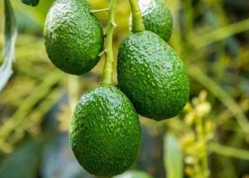 A World Avocado Organization prev&ecirc; um novo boom do mercado de avocat at&eacute; 2030.