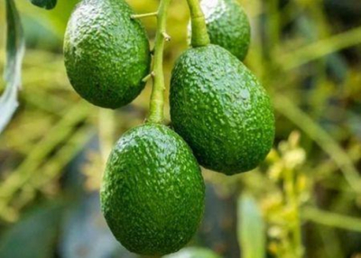 a-world-avocado-organization-preve-um-novo-boom-do-mercado-de-avocat-ate-2030