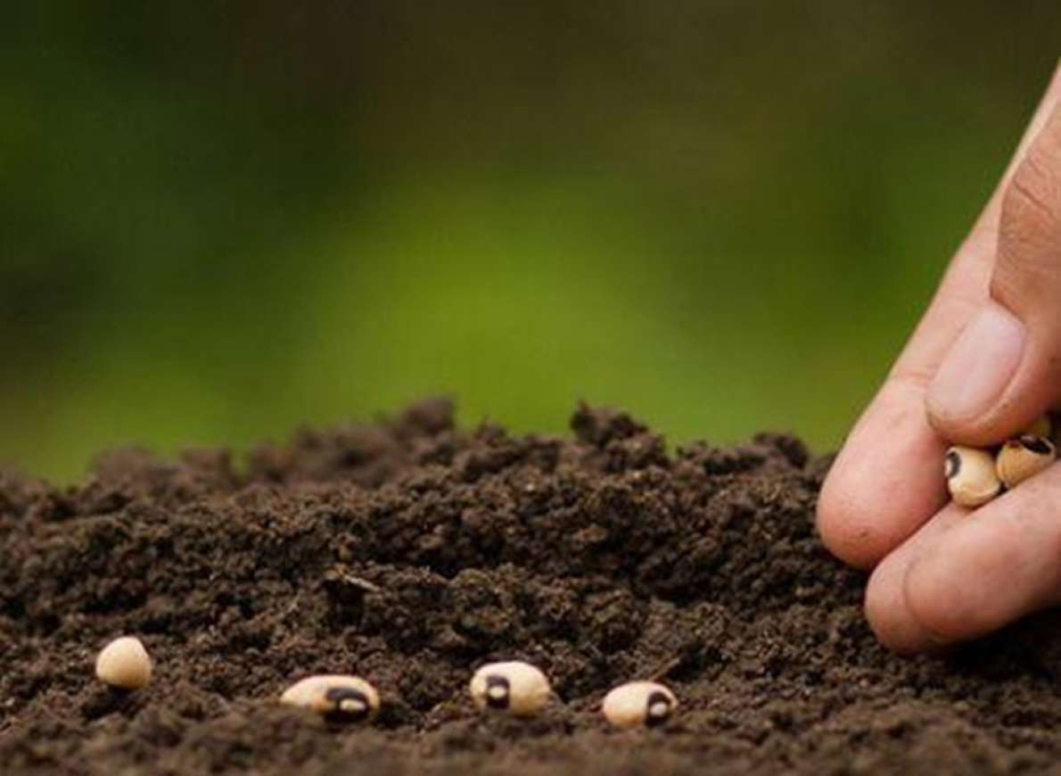 &laquo; Sem boas sementes, perde-se tempo mesmo que se adquiram outros insumos &raquo; (Esther Ibrahim, AGRA)