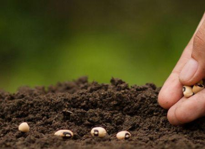 sem-boas-sementes-perde-se-tempo-mesmo-que-se-adquiram-outros-insumos-esther-ibrahim-agra