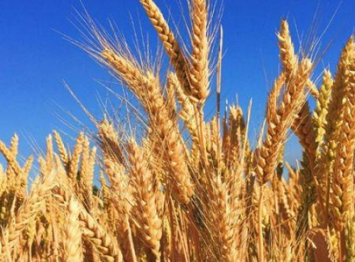 A Nig&eacute;ria aposta no cultivo de cevada impulsionada pela ind&uacute;stria cervejeira