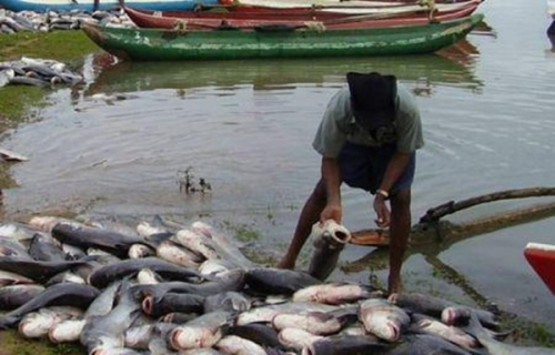 Ruanda: quinto ano consecutivo de aumento da produ&ccedil;&atilde;o de peixe em 2025