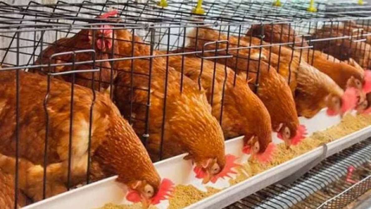 Nig&eacute;ria: investimento crescente na avicultura para aumentar a produ&ccedil;&atilde;o e a transforma&ccedil;&atilde;o